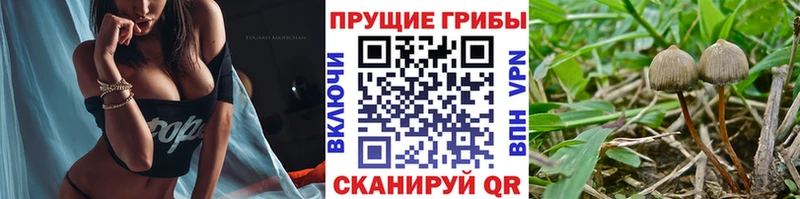 Псилоцибиновые грибы Psilocybe  Томмот 